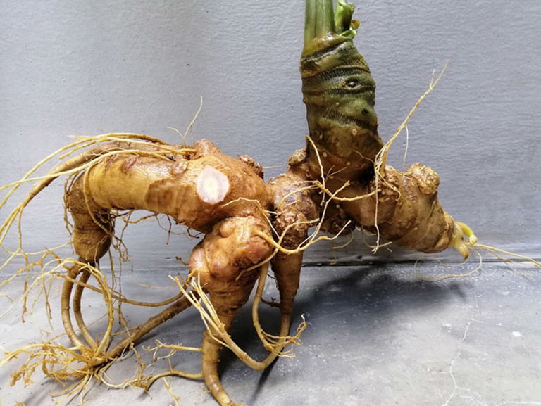 Sâm ngọc linh chữa được bệnh gì? tác dụng, lợi ích và những lưu ý khi sử dụng